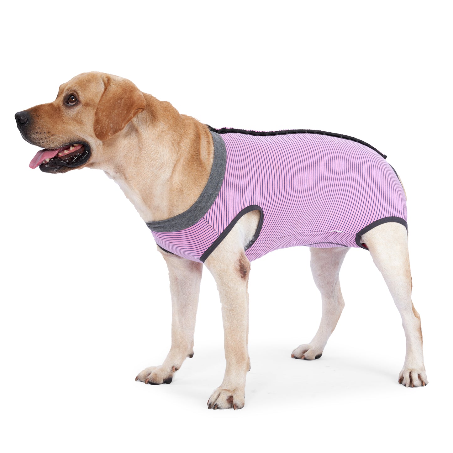 Dog Recovery Gown Abdominal Wound Surgical Gown Alternative E-Collar & Cone