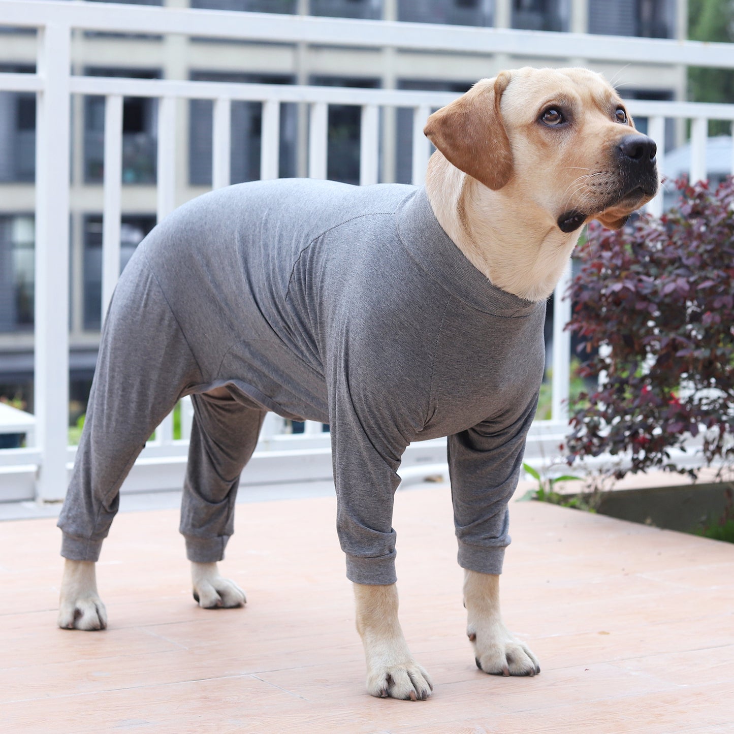 Dog Rehab Clothes Prevent Lick Wounds Electronic Collars and Cone Replacements